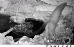 Petaurus norfolcensis