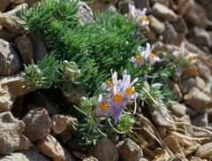 Linaria alpina