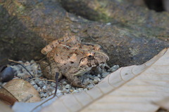 Fejervarya multistriata