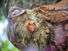 Galeopterus variegatus