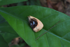 Thyas juno