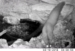 Petaurus norfolcensis