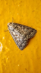 Condica illecta
