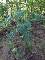 Cnidoscolus megacanthus