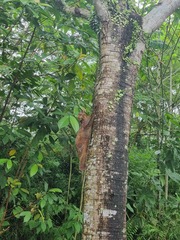 Galeopterus variegatus