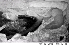 Petaurus norfolcensis