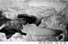 Petaurus norfolcensis