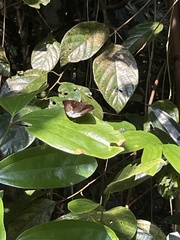 Adoliadini