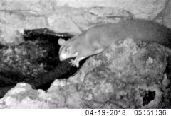 Petaurus norfolcensis