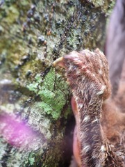 Galeopterus variegatus