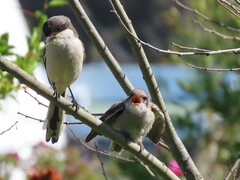 Lanius collaris collaris