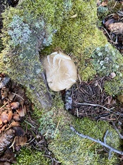 Tricholoma smithii