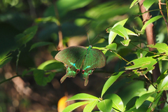 Papilio paris