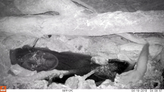 Petaurus norfolcensis