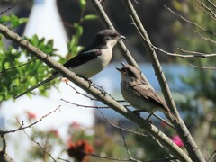 Lanius collaris collaris