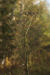 Pastinaca sativa sylvestris