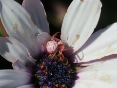 Thomisus citrinellus