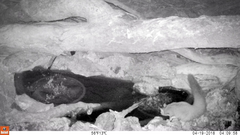 Petaurus norfolcensis