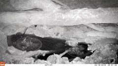 Petaurus norfolcensis