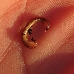 Blaniulus guttulatus