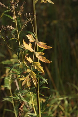 Pastinaca sativa sylvestris