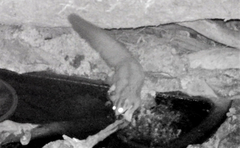 Petaurus norfolcensis