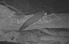 Petaurus norfolcensis