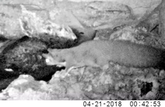 Petaurus norfolcensis