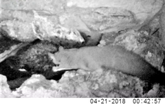 Petaurus norfolcensis