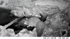 Petaurus norfolcensis