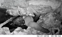 Petaurus norfolcensis