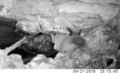 Petaurus norfolcensis