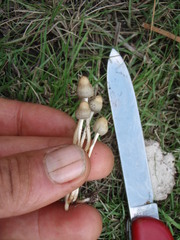 Psilocybe semilanceata