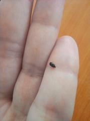 Brassicogethes aeneus