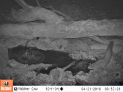 Petaurus norfolcensis