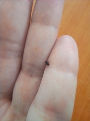 Brassicogethes aeneus