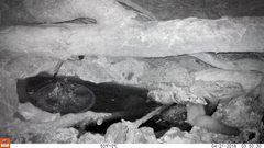 Petaurus norfolcensis