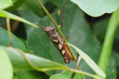 Xenocatantops brachycerus