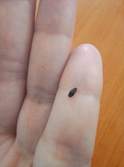 Brassicogethes aeneus