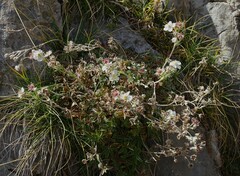 Potentilla alchimilloides