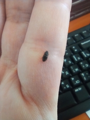 Brassicogethes aeneus