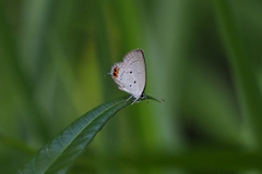 Everes lacturnus