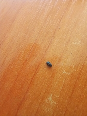 Brassicogethes aeneus