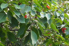 Triadica cochinchinensis