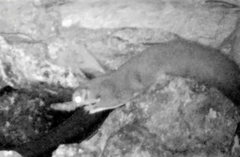 Petaurus norfolcensis