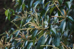 Lithocarpus glaber