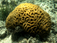 Lobophyllia