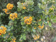 Gastrolobium bilobum