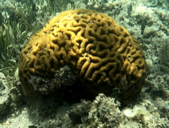 Lobophyllia