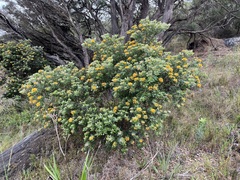 Gastrolobium bilobum